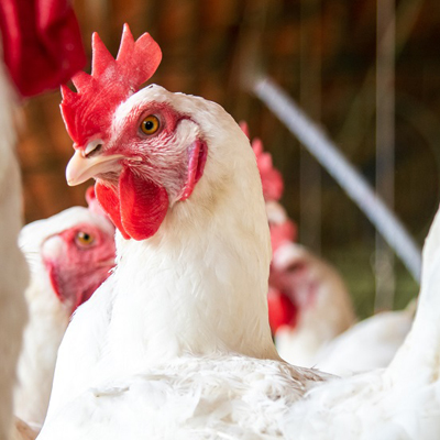 Avian Flu tile Avian Flu tile