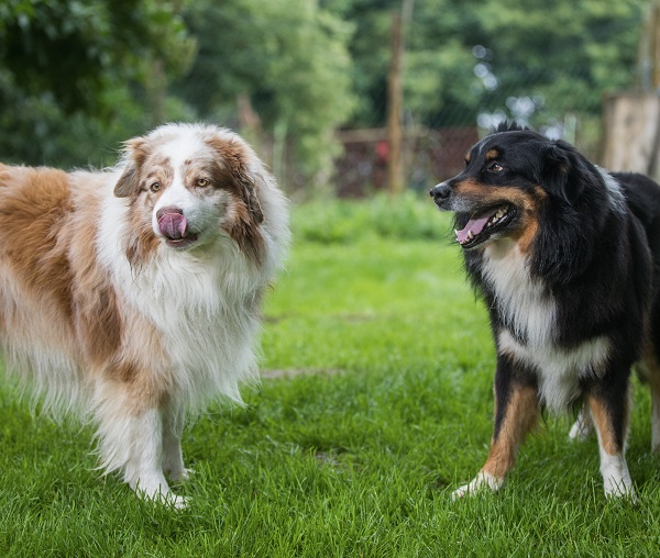 Dogs