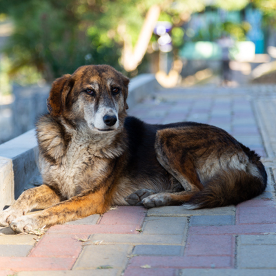 墨西哥無狂犬病犬疫苗接種活動 墨西哥無狂犬病犬疫苗接種活動