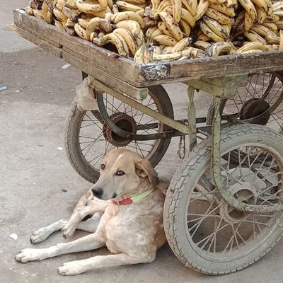支持無狂犬病巴基斯坦Indus醫(yī)院 支持無狂犬病巴基斯坦Indus醫(yī)院