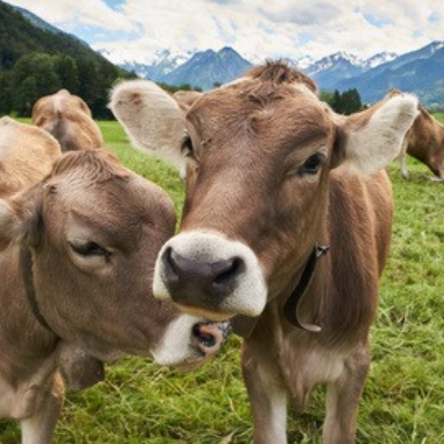 World Milk Day tile