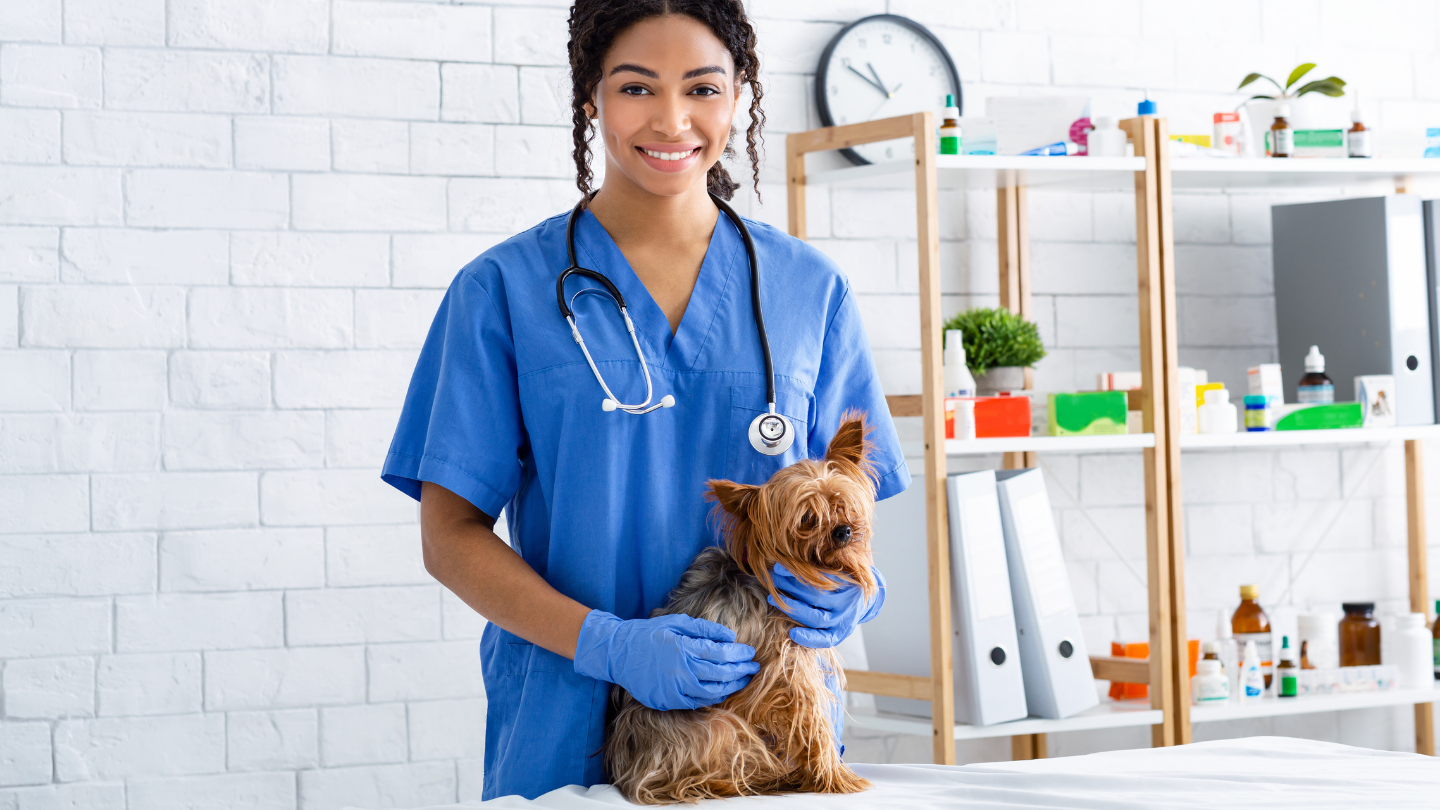 Dog diabetes website stage visual Dog diabetes website stage visual