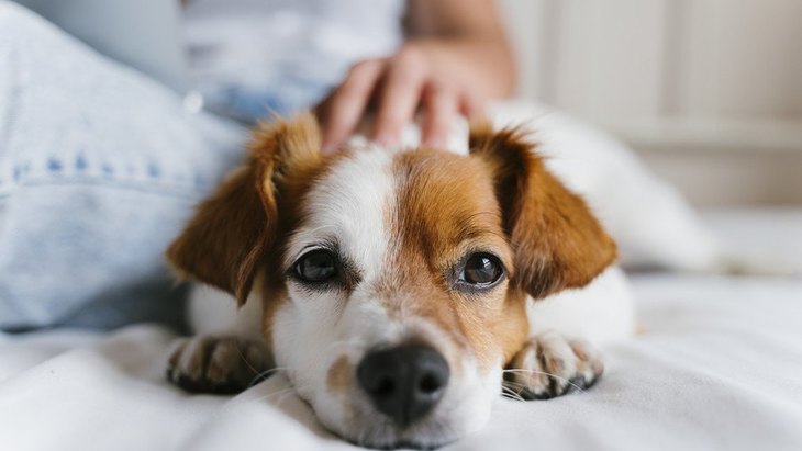 puppy puppy