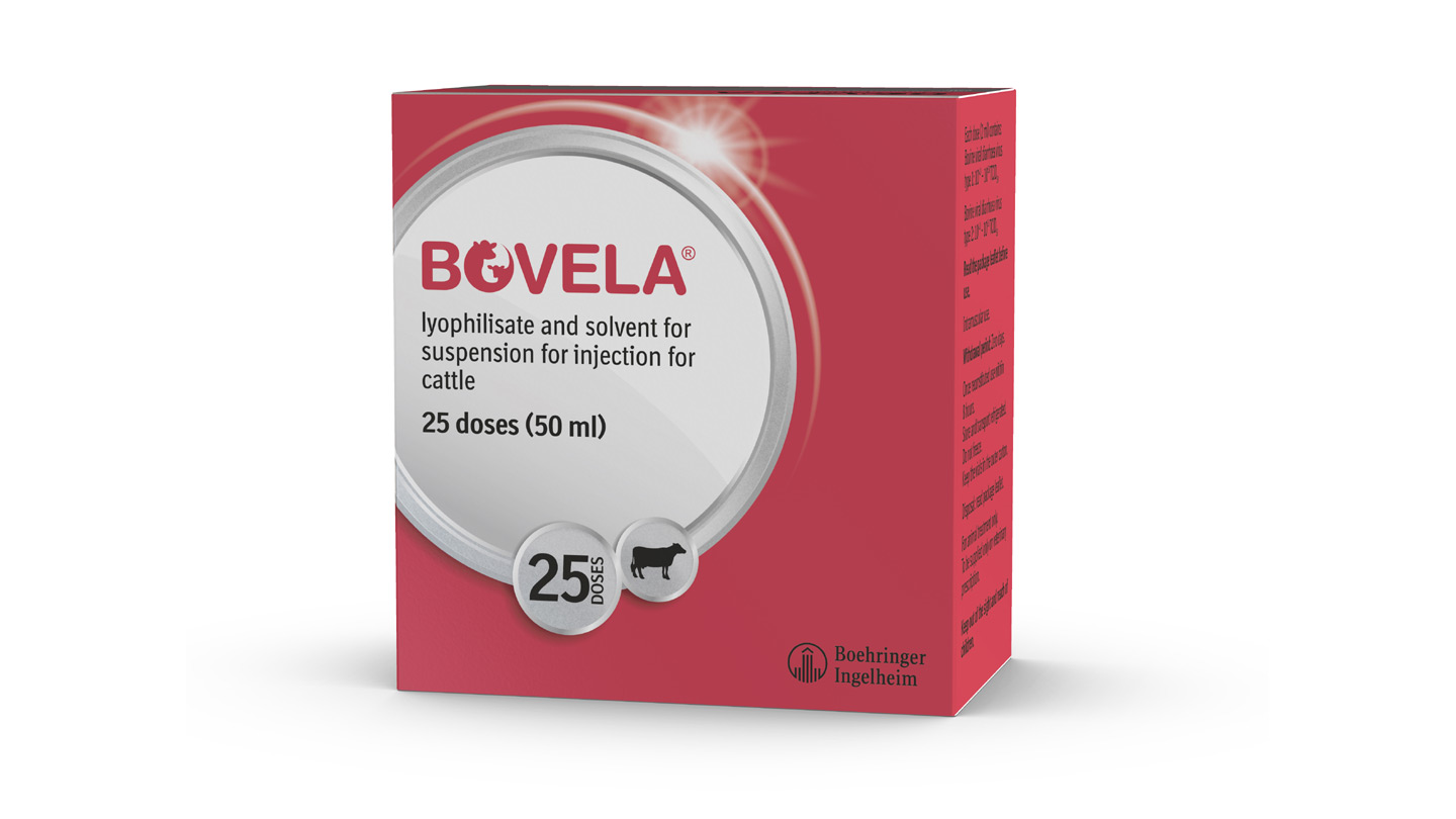 Bovela