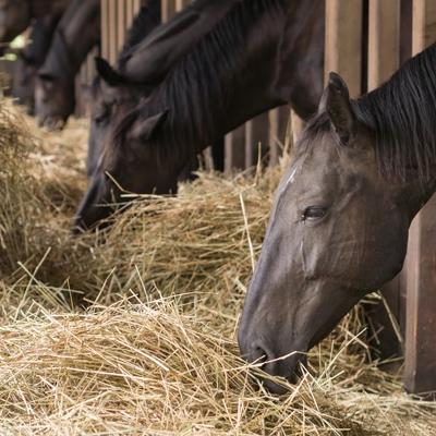 Equine Asthma Kachel Equine Asthma Kachel