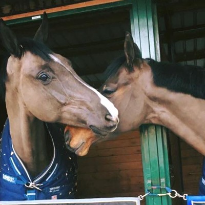 Equine herpesvirus Equine herpesvirus
