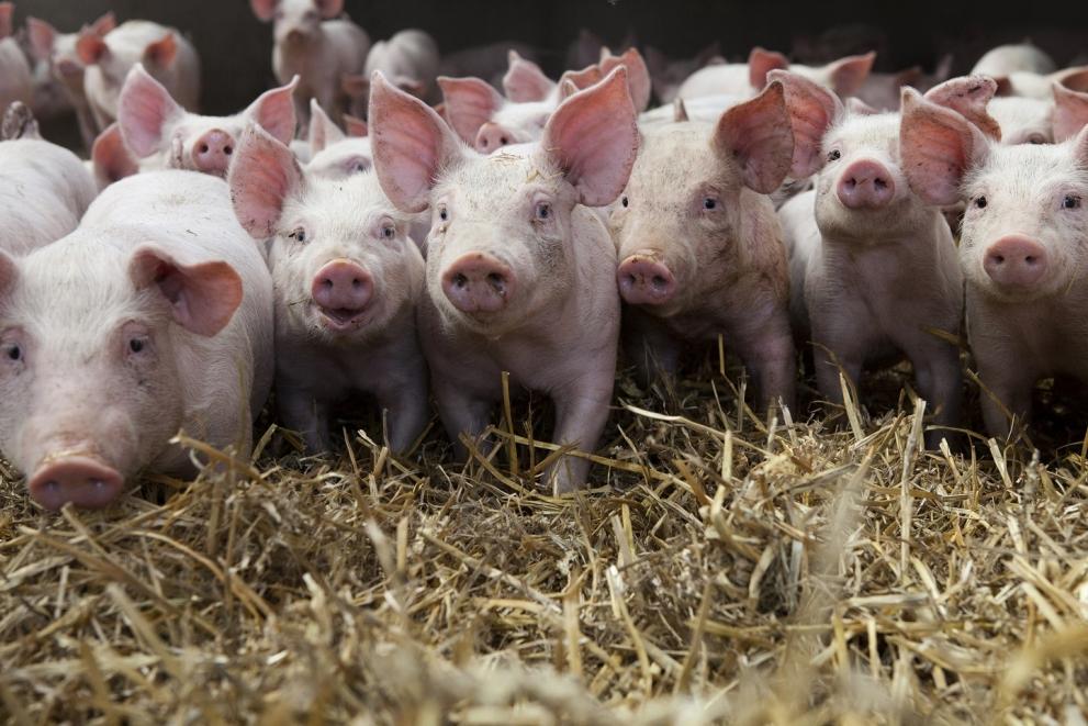 pigs final pigs final