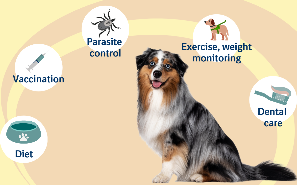Adult dog health infographic Adult dog health infographic