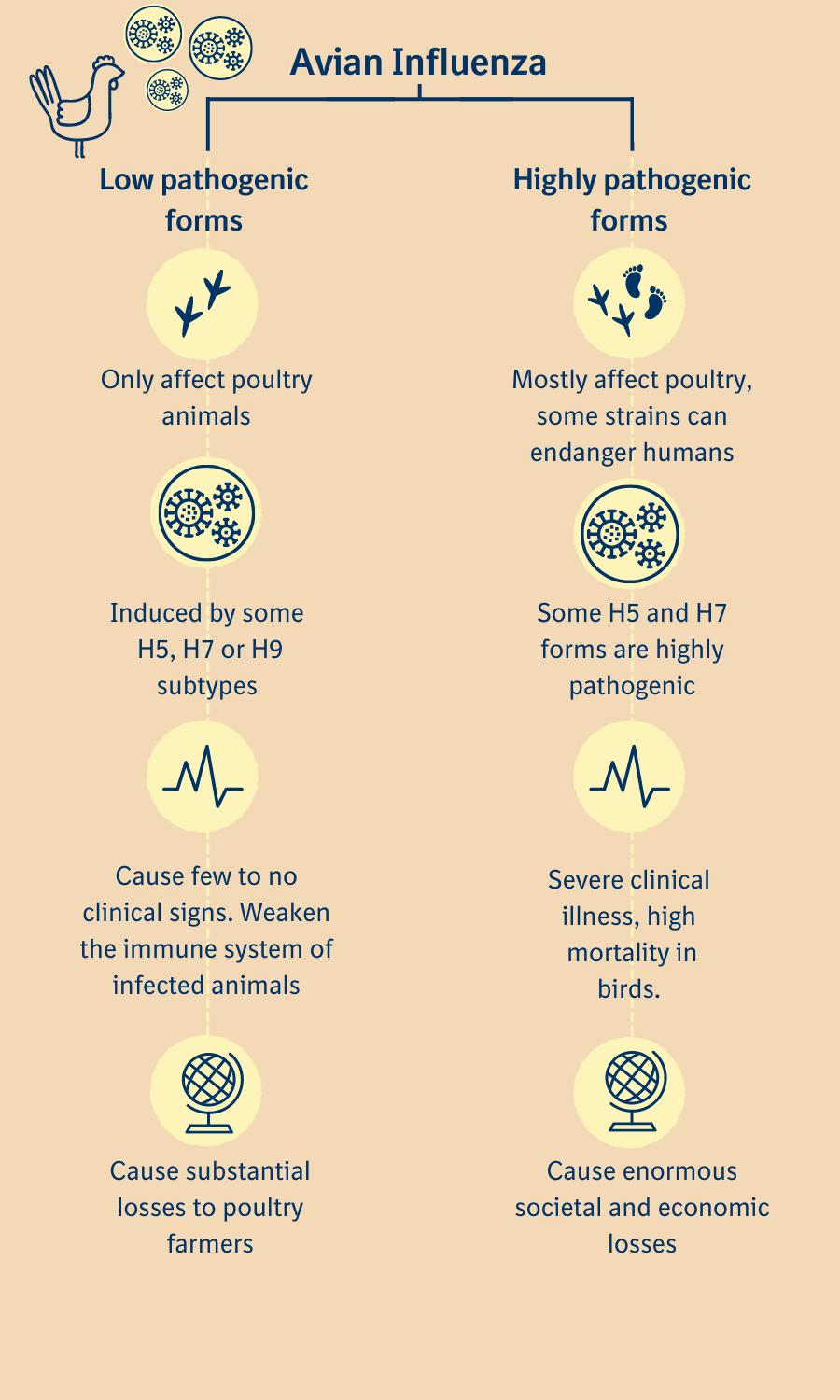 Avian Influenza about the disease Avian Influenza about the disease