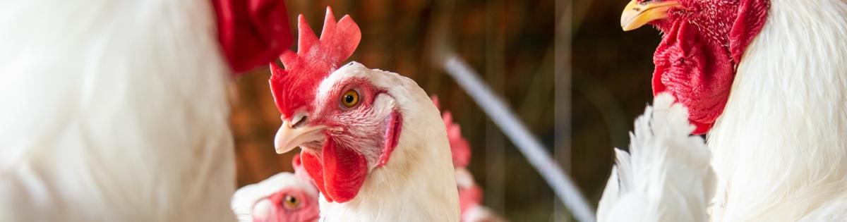 Avian Influenza stage visual Avian Influenza stage visual