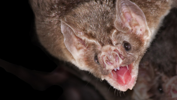 Vampire bat story rabies hub pic Vampire bat story rabies hub pic