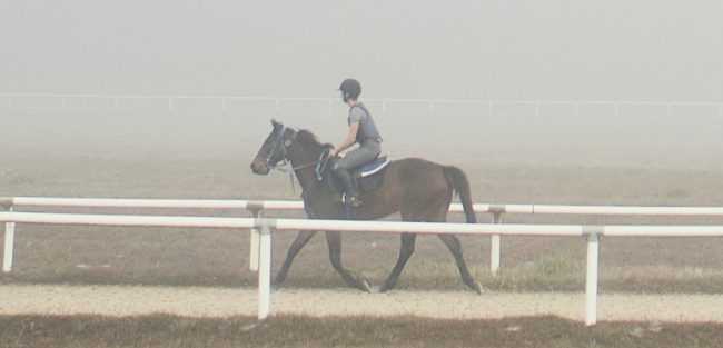 Equine health technology trends Equine health technology trends