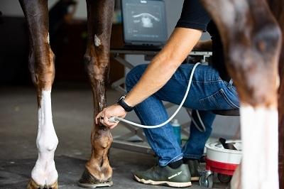 Horse gets ultrasound Horse gets ultrasound