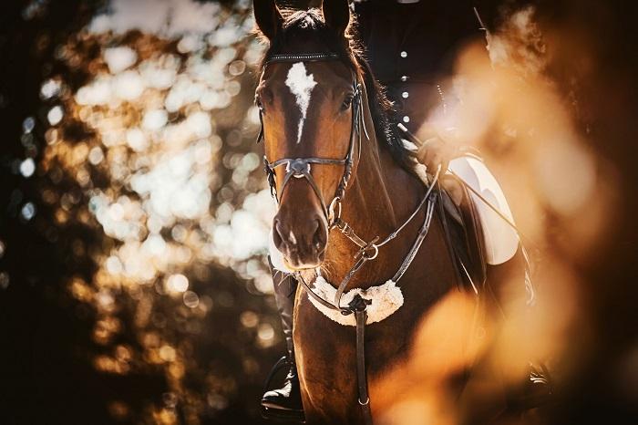 Horse surrounded by leaves Horse surrounded by leaves