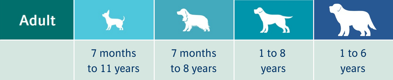 Life stages adult dog Life stages adult dog