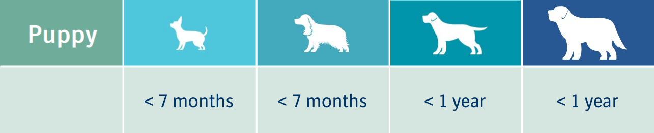 Life stages puppy Life stages puppy