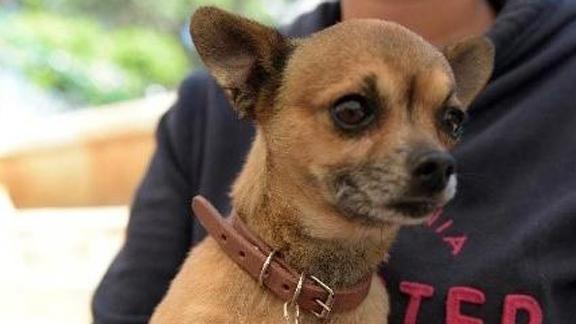 Mexico_rabies_free_dog_vaccination_campaigns Mexico_rabies_free_dog_vaccination_campaigns