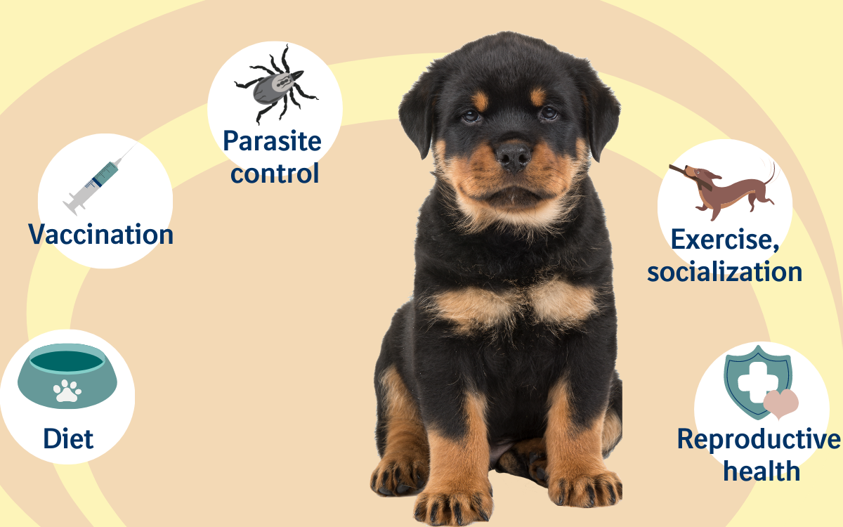 Puppy health infographic Puppy health infographic