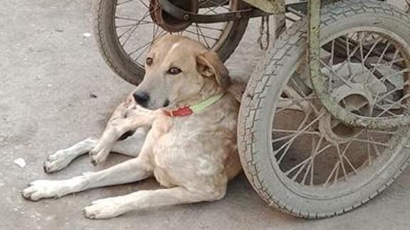 Rabies Awareness_Pakistan Rabies Awareness_Pakistan