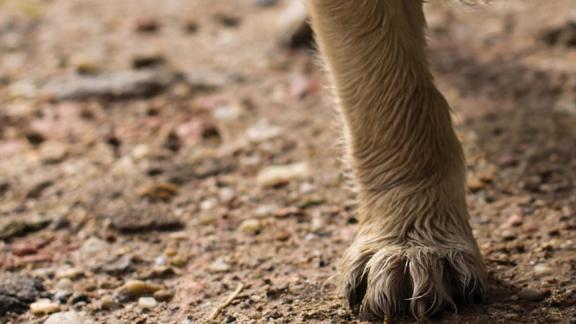 Rabies Awareness_Shots for good_dog paw 狗爪