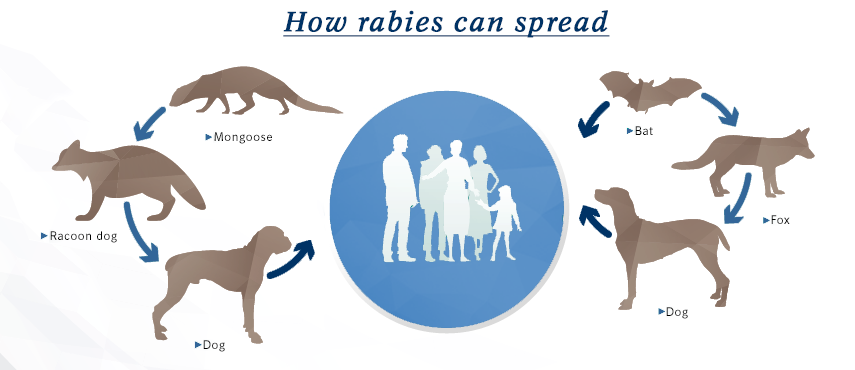 Rabies in wildlife infographic Rabies in wildlife infographic