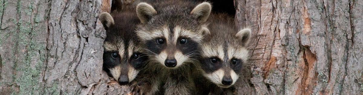 Raccoons stage visual Raccoons stage visual