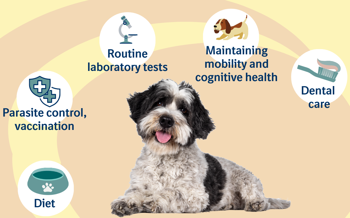 Senior dog health infographic Senior dog health infographic
